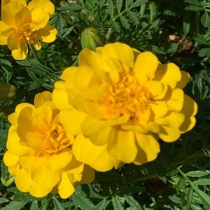 Meet your Posher, Ava